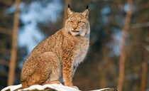 Investigation underway after further sighting of illegal lynx in Scotland