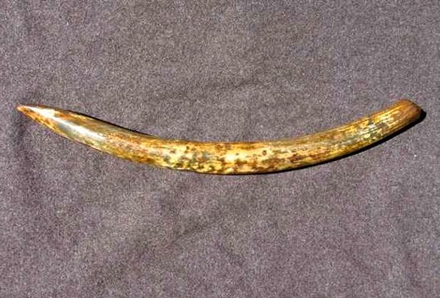 Pre-historic mammoth tusk discovered by North Dakota coal miners