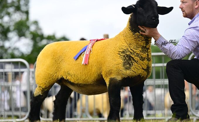 Sales round up: Black Magic sale reaches £14,000, dairy sales to 6,000gns, Limousins hit 10,000gns