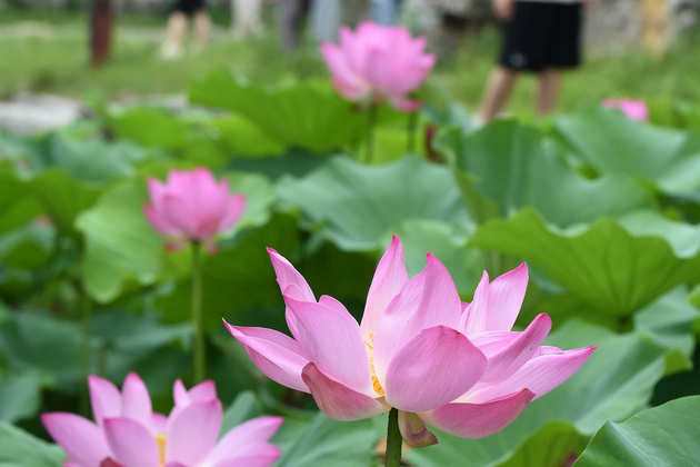CHINA-BEIJING-YUANMINGYUAN-LOTUS FESTIVAL (CN)