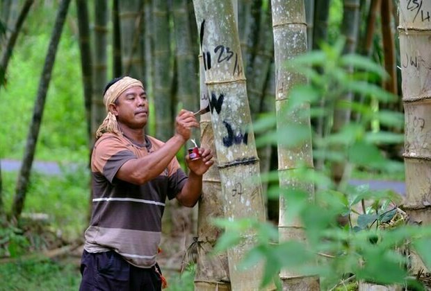 Usaha bambu ramah lingkungan dan menguntungkan rakyat? Belajarlah ke Flores