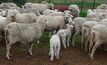 Check sheep parentage for $17