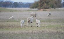 Lambing can be difficult in tight seasonal conditions so planning ahead is important. 