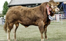Clury herd clinches supreme beef title at Black Isle Show