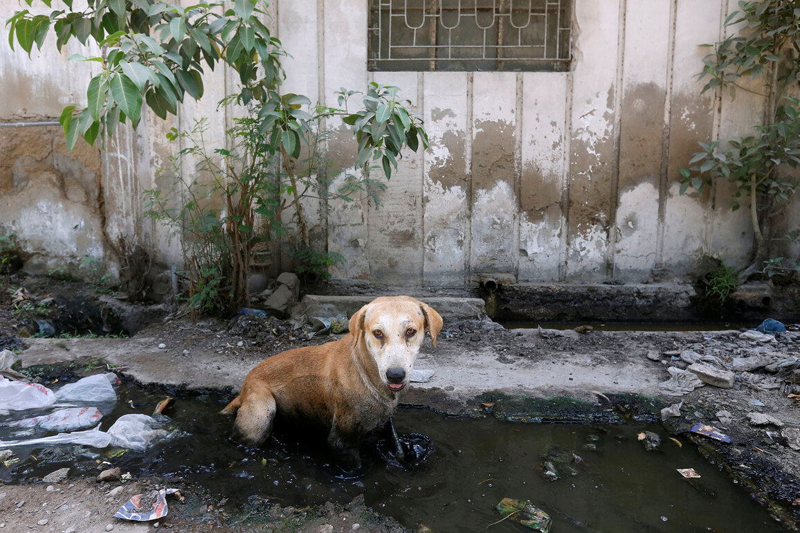 Pakistan: Rabies prevention programme hits financial roadblock in Sindh