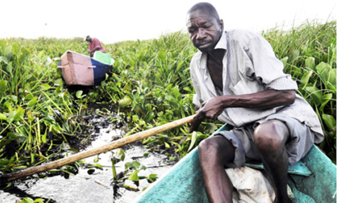 And the invasive water weed ravages water bodies And the invasive water weed ravages water bodies