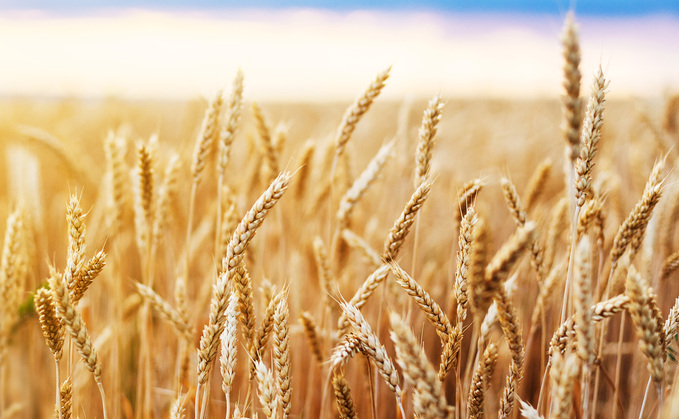 The USDA raised its wheat stock forecast, but reduced corn estimates.