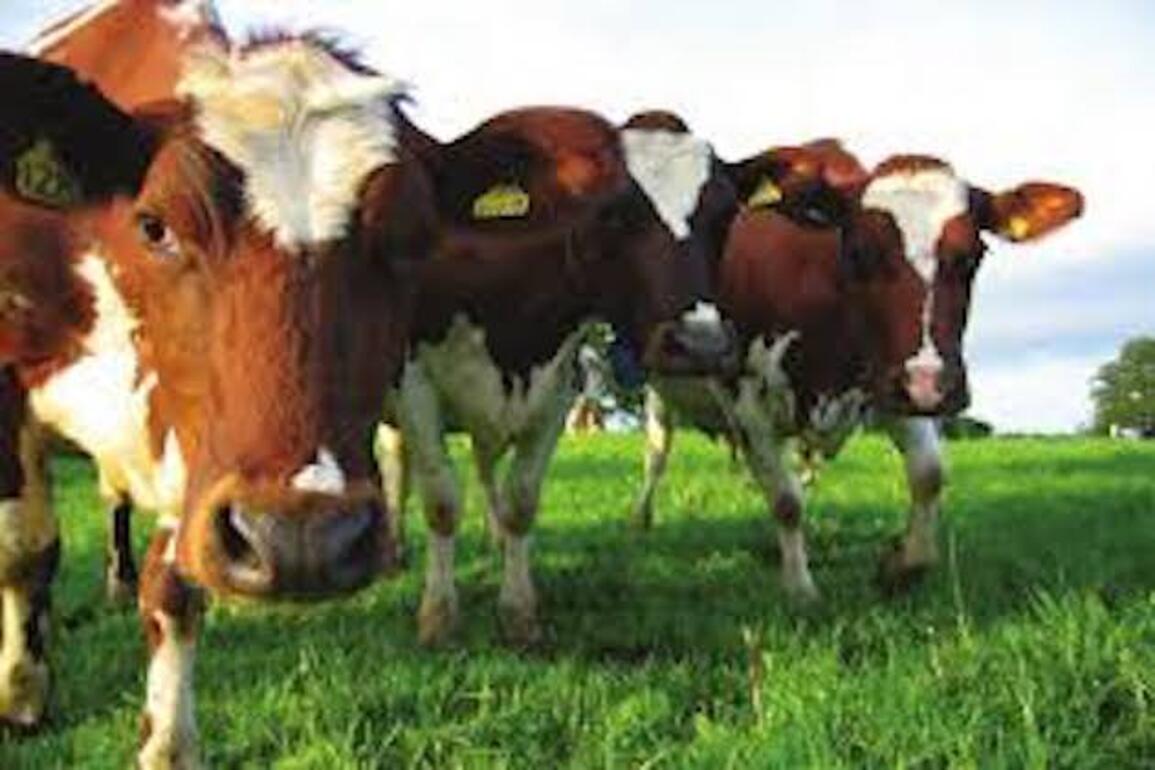 Man in 30s arrested over alleged theft of cattle ni Co Cork