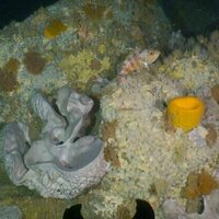 Reefs in the 'middle' light zone along NZ's coast are biodiversity hotspots - many are home to protected species