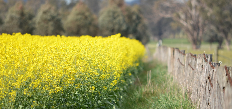 China has slapped tariffs on Canadian canola, but Canada's loss could be Australia's gain. 