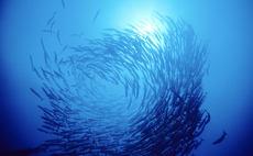 'A turning point for ocean conservation': Green economy reacts to High Seas Treaty entering into force