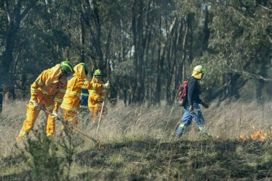 Colonisation cleared 95% of these woodlands - Indigenous cultural burning is bringing it back