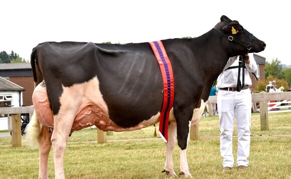 Swizzle scoops dairy inter-breed at Great Yorkshire Show 