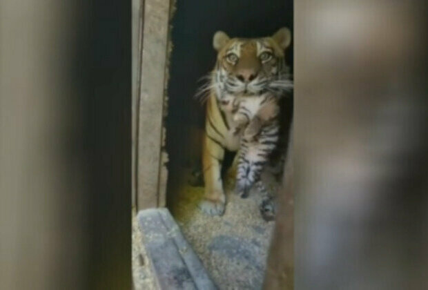 Rare Siberian tiger shows off new cubs (VIDEO)