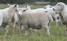 Nine lambs killed in dog attack at Welsh farm