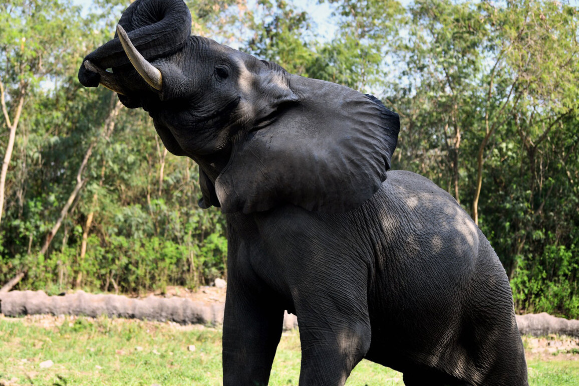 National Zoological Park orders enquiry to ascertain the cause of sudden demise of African elephant 'Shankar' at Delhi Zoo