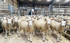 Auction mart sales round-up: Averages up at Skipton store lamb opener; Texels to £7,000 online; New record for Dorsets at Worcester; Cast cow trade up on the year