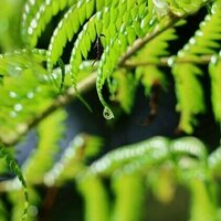 A Mori worldview describes the immune system as a guardian - this could improve public health in Aotearoa NZ