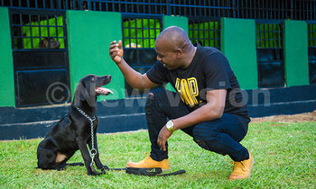Dogs 350x210
