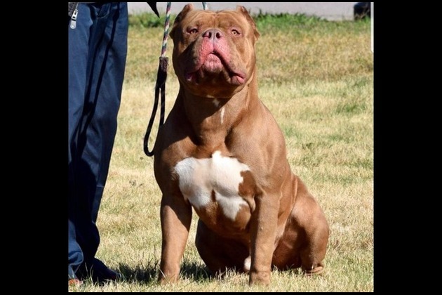 Dublin judge orders 'destruction' of XL bully dogs after garda scare