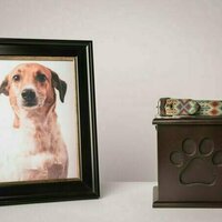 The 3 worst things you can say after a pet dies, and what to say instead