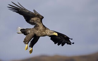 Reintroduction of Sea Eagles to Exmoor moves to next phase