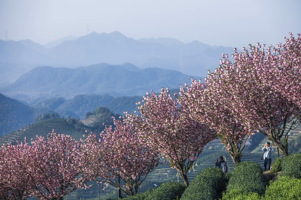 (ZhejiangPictorial)CHINA-ZHEJIANG-HANGZHOU-TEA GARDEN-CHERRY BLOSSOMS (CN)
