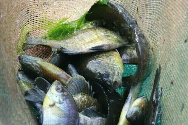 Fort McCoy's fisheries team completes 2025 fish surveys; helps maintain, improve options for anglers
