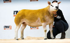 Gimmer tops Texels at 6,000gns at J36