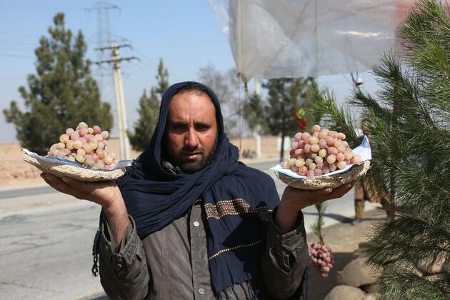 Ancient Afghan method preserves grapes fresh for 6 months