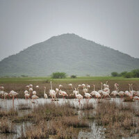 Gujarat: Foreign tourists from over 52 countries regularly visit Chhari-Dhandh to take glimpse of its rich diversity
