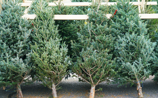 How Balsam Hill is making Christmas trees from sugarcane, scrap metal, and old bottlecaps