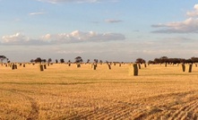  Oaten hay production will benefit from new research. Image courtesy WA Dept of Agriculture.