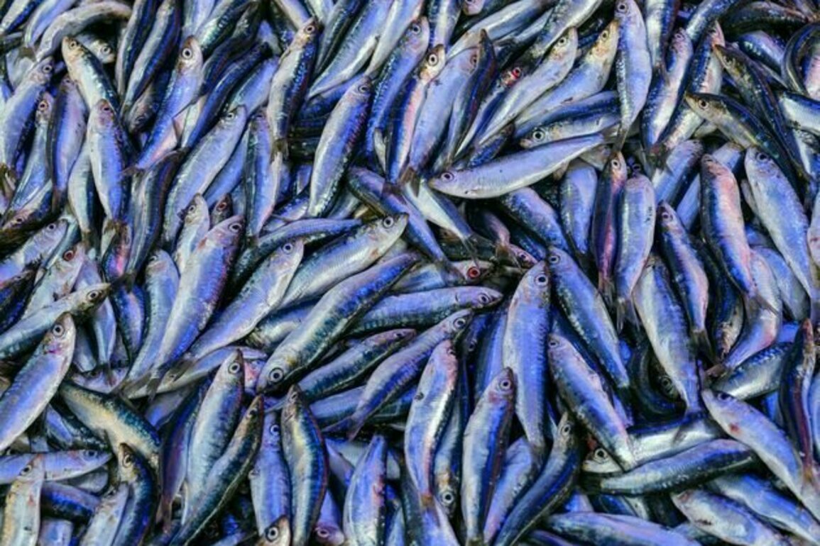 Take fish, salt in vats, leave in sun for months: why ancient Romans loved fermented fish sauces like garum