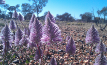  Dampier heralds 'spectacular' gold result north of Kalgoorlie