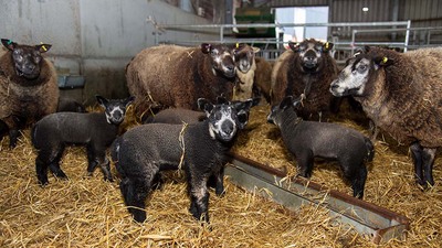 Throughput key to Ayrshire farm as next generation comes onboard, Farm  News