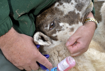 Farmers urged to place order for bluetongue vaccine to ensure supply can meet high demand
