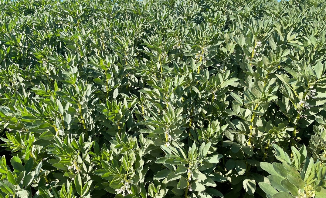 The GRDC has announced a collaborative program worth almost $10 million to help progress faba bean development in Australia.