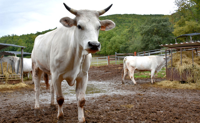 The White Giant: The Italian farm breeding the biggest cattle in the world 