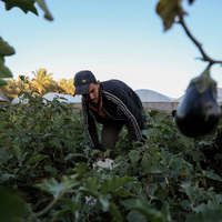 MIDEAST-GAZA-DEIR AL BALAH-EGGPLANTS