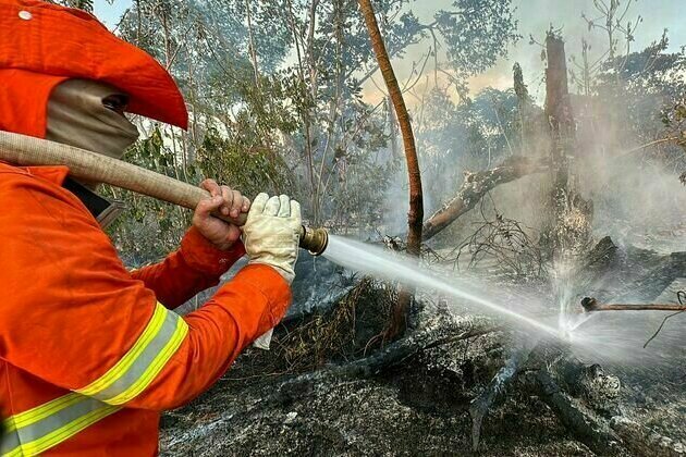 Wildlife in Brazilian wetlands threatened by 'out of control' fires