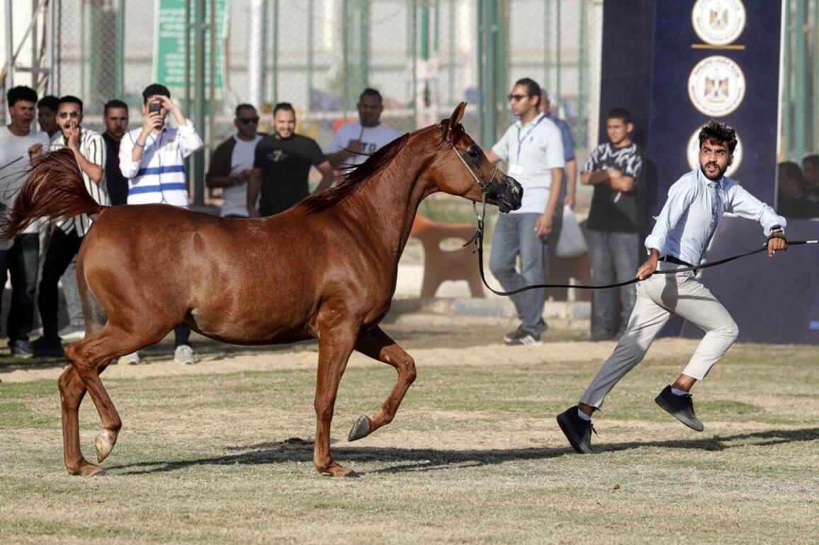 Mideast in Pictures: Arabian horses on show as Egypt's Sharqiya festival opens