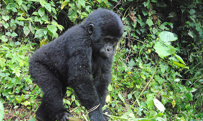 Gorilla conservation enhances livelihoods in Western Uganda Gorilla conservation enhances livelihoods in Western Uganda