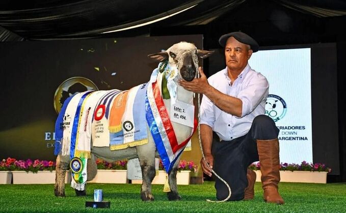  A new Argentinian all breed and a Hampshire Down world record of $80,000 (£61,000) was set at the El Harem sale