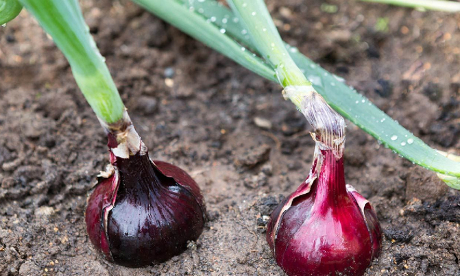 Do not over-irrigate onion garden Do not over-irrigate onion garden