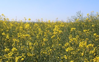 Smallest OSR harvest for 40 years