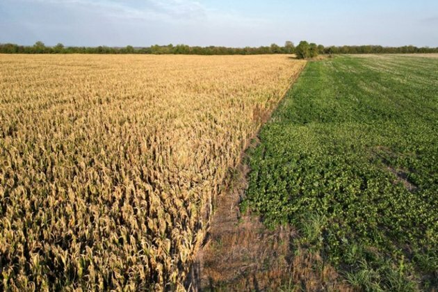 Pakistan: Huge output shortfall in cotton crops projected