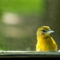 Windows are the No. 1 human threat to birds - an ecologist shares some simple steps to reduce collisions