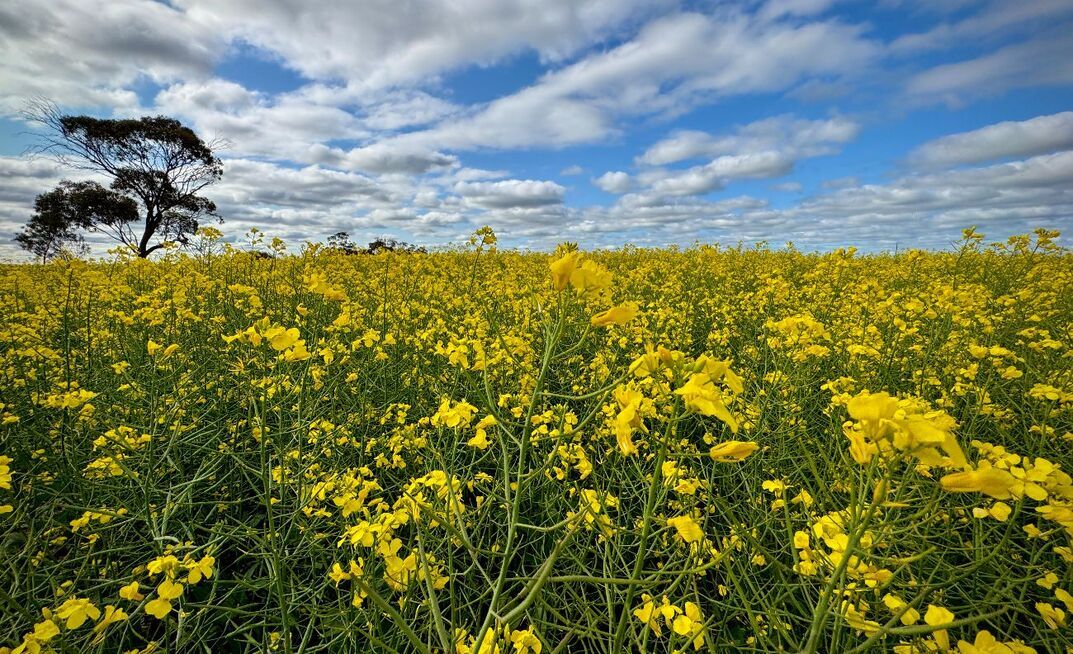 GIWA is predicting record canola plantings in WA this season.