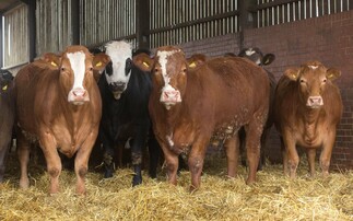 Fierce competition for prime beef sees prices 'soar' despite reduction in UK cattle numbers